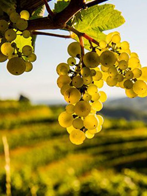 Thomas Fogarty Winery