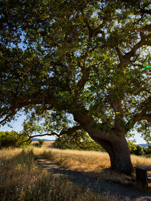 Arastradero Preserve