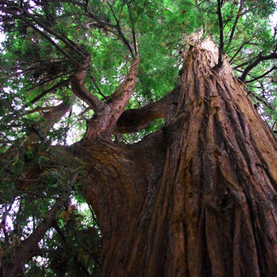 El Palo Alto Tree